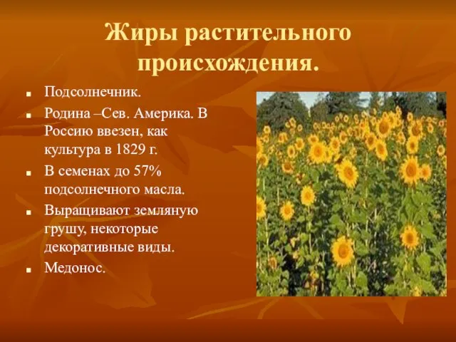 Жиры растительного происхождения. Подсолнечник. Родина –Сев. Америка. В Россию ввезен, как культура