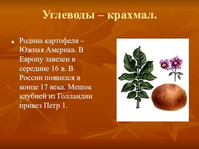 Углеводы – крахмал. Родина картофеля –Южная Америка. В Европу завезен в середине