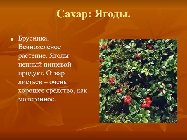 Сахар: Ягоды. Брусника. Вечнозеленое растение. Ягоды ценный пищевой продукт. Отвар листьев –