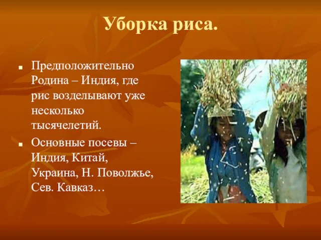 Уборка риса. Предположительно Родина – Индия, где рис возделывают уже несколько тысячелетий.