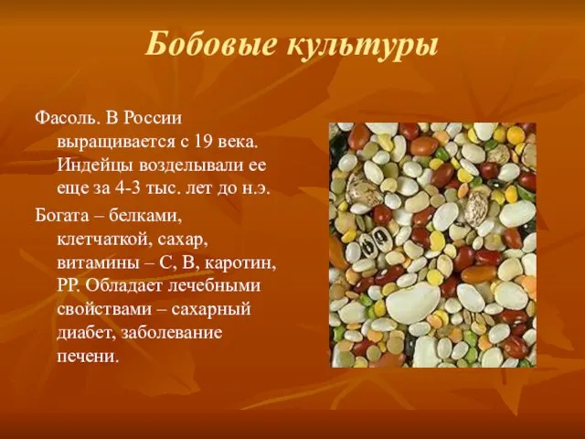 Бобовые культуры Фасоль. В России выращивается с 19 века. Индейцы возделывали ее