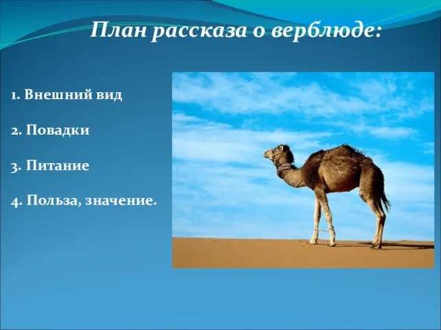 1. Внешний вид 2. Повадки 3. Питание 4. Польза, значение. План рассказа о верблюде: