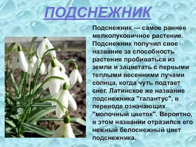 ПОДСНЕЖНИК Подснежник — самое раннее мелколуковичное растение. Подснежник получил свое название за