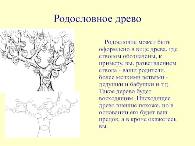 Родословное древо Родословие может быть оформлено в виде древа, где стволом обозначены,