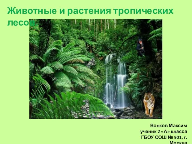 Презентация на тему Животные и растения тропических лесов (2 класс)