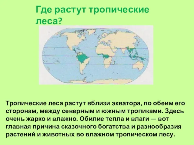 Где растут тропические леса? Тропические леса растут вблизи экватора, по обеим его