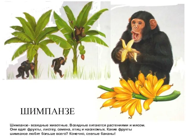 Шимпанзе- всеядные животные. Всеядные питаются растениями и мясом. Они едят фрукты, листву,