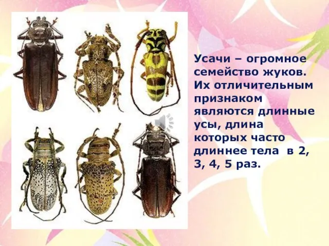 Усачи – огромное семейство жуков. Их отличительным признаком являются длинные усы, длина