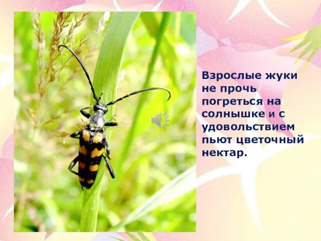 Взрослые жуки не прочь погреться на солнышке и с удовольствием пьют цветочный нектар.