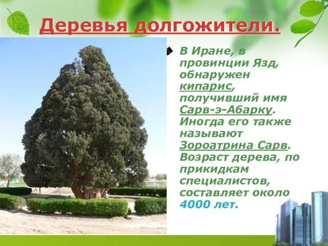 Деревья долгожители. В Иране, в провинции Язд, обнаружен кипарис, получивший имя Сарв-э-Абарку.
