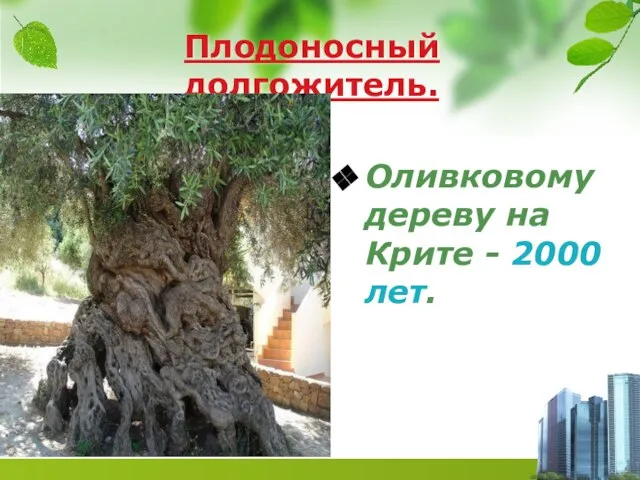 Плодоносный долгожитель. Оливковому дереву на Крите - 2000 лет.