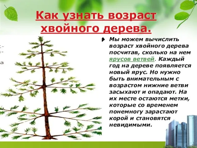 Как узнать возраст хвойного дерева. Мы можем вычислить возраст хвойного дерева посчитав,