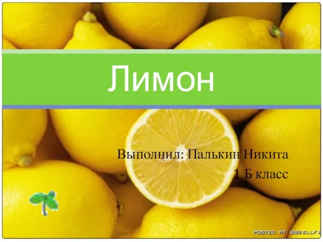Презентация на тему Лимон