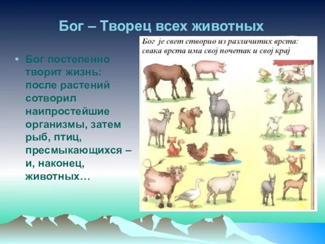 Бог – Творец всех животных Бог постепенно творит жизнь: после растений сотворил