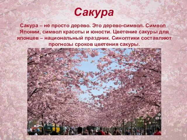 Сакура Сакура – не просто дерево. Это дерево-символ. Символ Японии, символ красоты