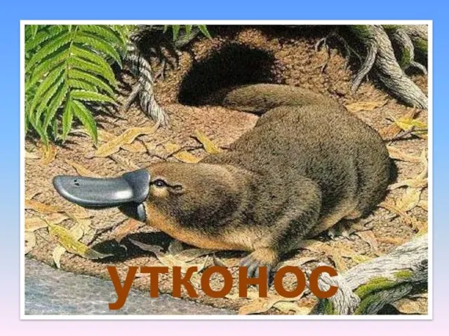 утконос