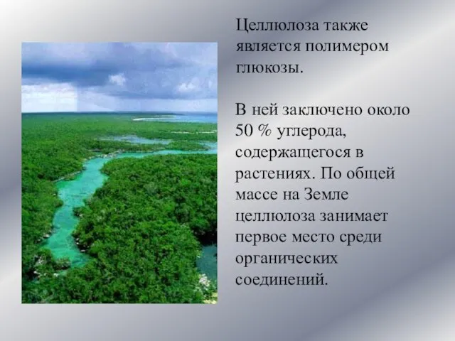 Целлюлоза также является полимером глюкозы. В ней заключено около 50 % углерода,