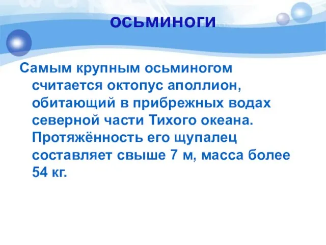 осьминоги Самым крупным осьминогом считается октопус аполлион, обитающий в прибрежных водах северной