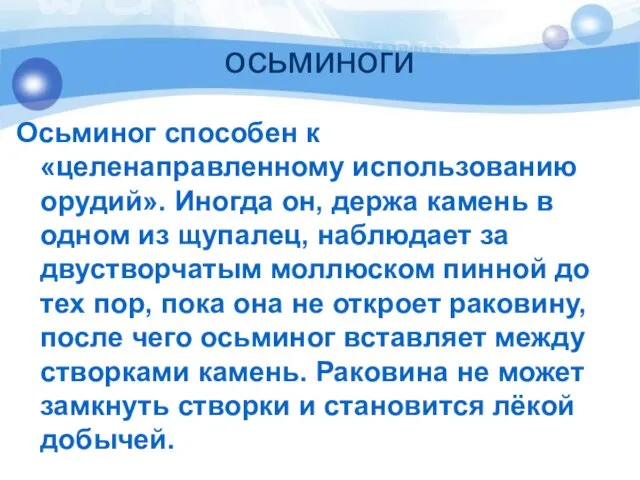 осьминоги Осьминог способен к «целенаправленному использованию орудий». Иногда он, держа камень в