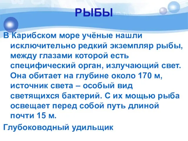 РЫБЫ В Карибском море учёные нашли исключительно редкий экземпляр рыбы, между глазами