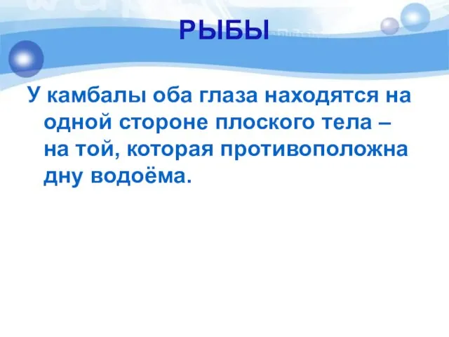 РЫБЫ У камбалы оба глаза находятся на одной стороне плоского тела –