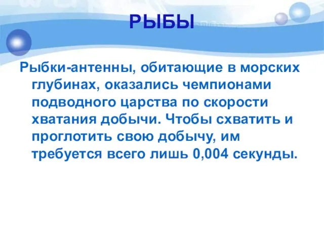 РЫБЫ Рыбки-антенны, обитающие в морских глубинах, оказались чемпионами подводного царства по скорости