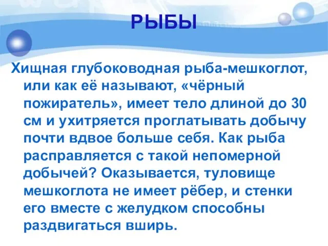 РЫБЫ Хищная глубоководная рыба-мешкоглот, или как её называют, «чёрный пожиратель», имеет тело