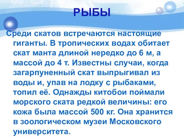 РЫБЫ Среди скатов встречаются настоящие гиганты. В тропических водах обитает скат манта