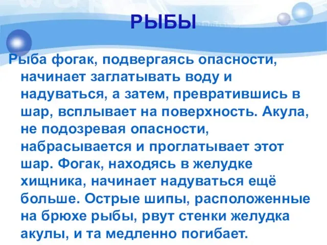 РЫБЫ Рыба фогак, подвергаясь опасности, начинает заглатывать воду и надуваться, а затем,