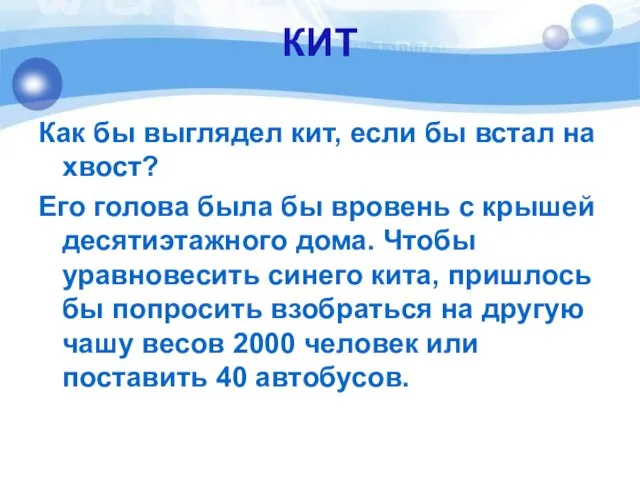 КИТ Как бы выглядел кит, если бы встал на хвост? Его голова