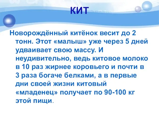 КИТ Новорождённый китёнок весит до 2 тонн. Этот «малыш» уже через 5