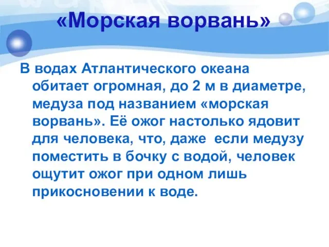 «Морская ворвань» В водах Атлантического океана обитает огромная, до 2 м в