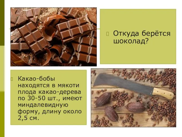 Откуда берётся шоколад? Какао-бобы находятся в мякоти плода какао-дерева по 30-50 шт.,