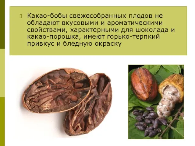 Какао-бобы свежесобранных плодов не обладают вкусовыми и ароматическими свойствами, характерными для шоколада