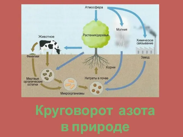 Круговорот азота в природе