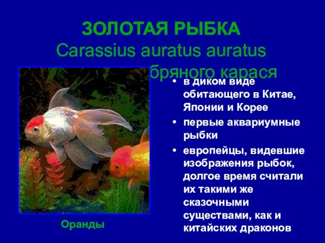 ЗОЛОТАЯ РЫБКА Carassius auratus auratus подвид серебряного карася в диком виде обитающего