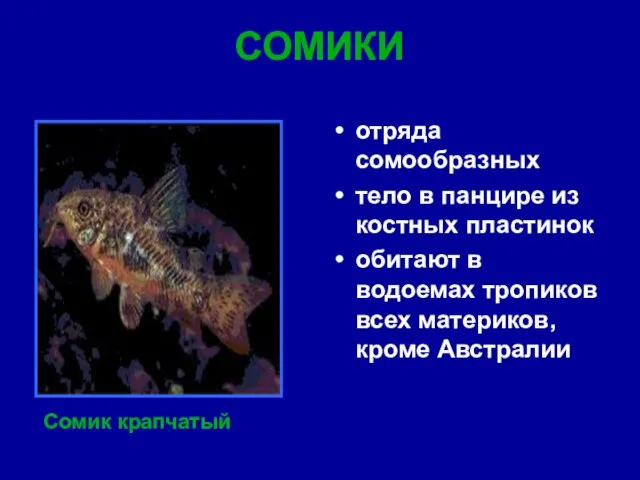 СОМИКИ отряда сомообразных тело в панцире из костных пластинок обитают в водоемах