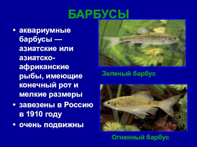 БАРБУСЫ аквариумные барбусы — азиатские или азиатско-африканские рыбы, имеющие конечный рот и