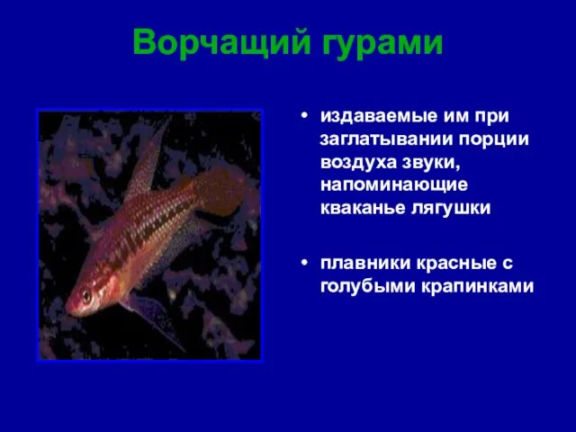 Ворчащий гурами издаваемые им при заглатывании порции воздуха звуки, напоминающие кваканье лягушки