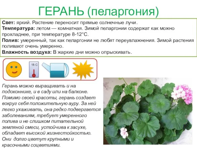 ГЕРАНЬ (пеларгония) Герань можно выращивать и на подоконнике, и в саду или