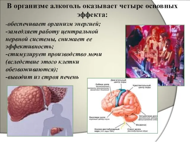 В организме алкоголь оказывает четыре основных эффекта: -обеспечивает организм энергией; -замедляет работу