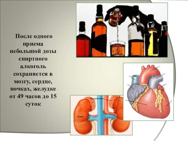 После одного приема небольшой дозы спиртного алкоголь сохраняется в мозгу, сердце, почках,