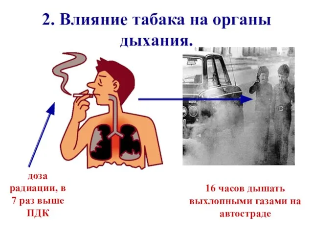 2. Влияние табака на органы дыхания. доза радиации, в 7 раз выше