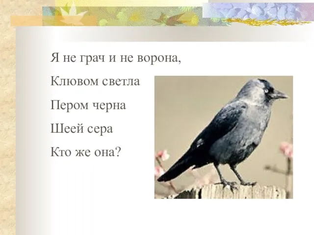 Я не грач и не ворона, Клювом светла Пером черна Шеей сера Кто же она?