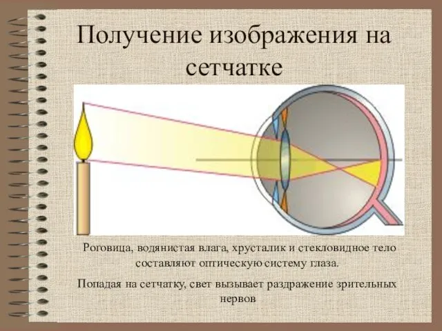 Получение изображения на сетчатке Роговица, водянистая влага, хрусталик и стекловидное тело составляют