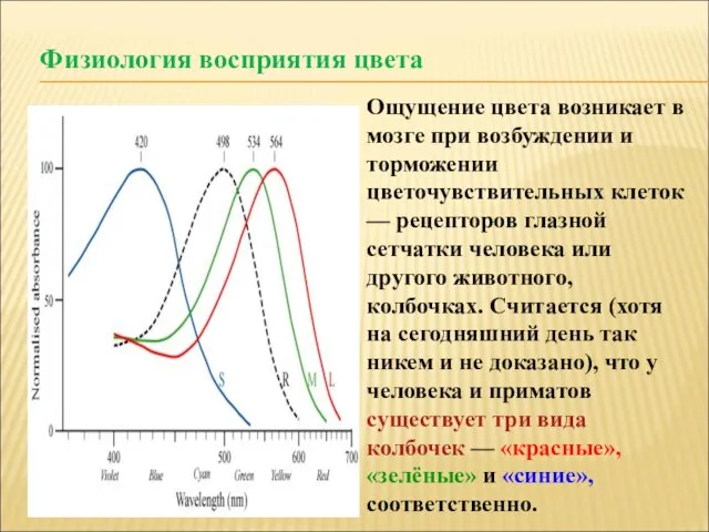 Физиология восприятия цвета Ощущение цвета возникает в мозге при возбуждении и торможении