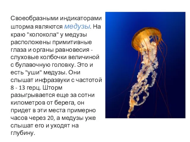 Своеобразными индикаторами шторма являются медузы. На краю "колокола" у медузы расположены примитивные