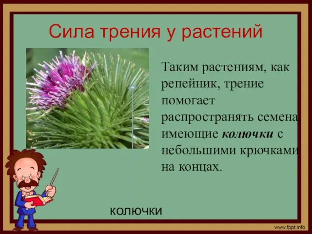 Сила трения у растений Таким растениям, как репейник, трение помогает распространять семена,