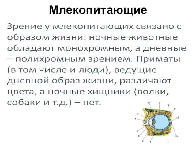 Млекопитающие