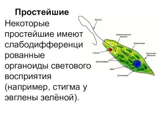 Простейшие Некоторые простейшие имеют слабодифференци рованные органоиды светового восприятия (например, стигма у эвглены зелёной).